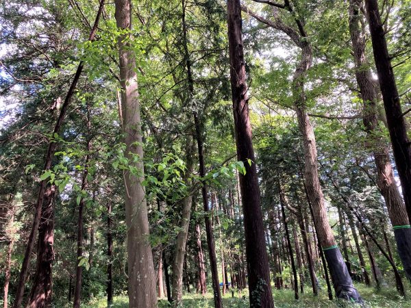 途中で迷い込んだ「野中の森」は自然保護公園