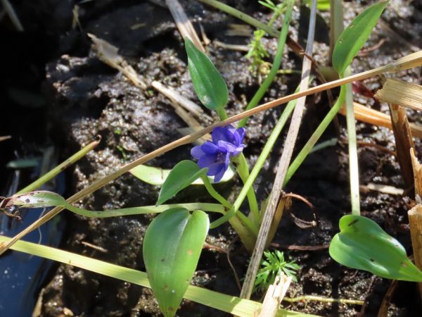 稲を刈ると、紫色の花が姿を見せました。コナギ？ミズアオイ？