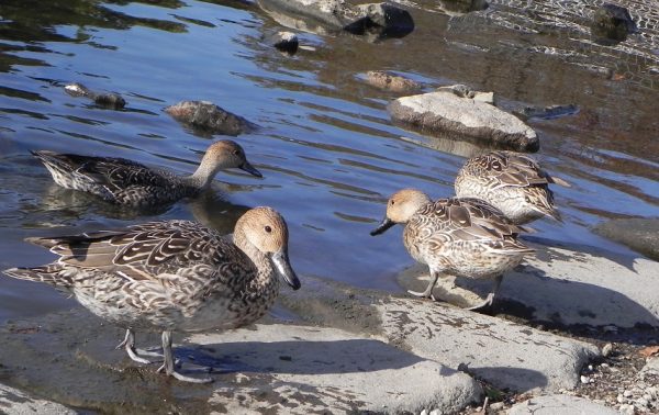 会場では　たくさんの鳥にも会えます