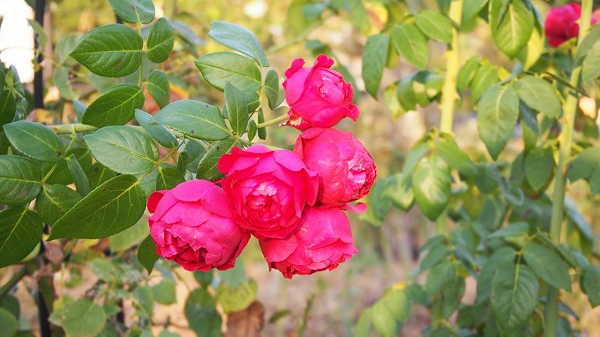 【茨木】「若園公園バラ園」ローズガーデンに咲く秋のバラが見頃！