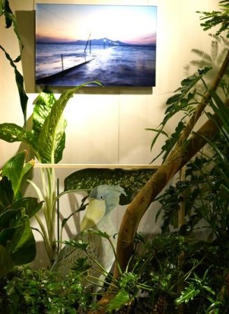 小川兄弟さんの写真、池平徹兵さんの作品、グリューンさんの植物のトリプルコラボ！！！