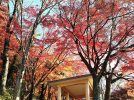 【北摂】五月山、元茨木川緑地･･池田・茨木　2022年紅葉の名所ガイド②