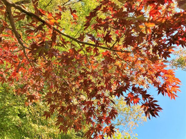 松戸 色づき始めた本土寺の紅葉 12月の朗読会参加者募集 まちっと柏