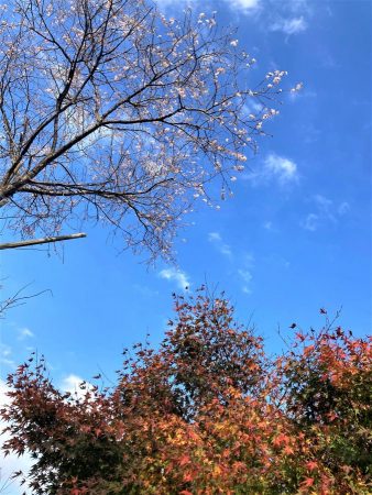 京都の妙蓮寺で有名な御会式桜が、本土寺で見られるとは！