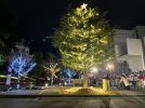 【茨木】梅花女子大学茨木キャンパス クリスマスイルミネーションがスタート