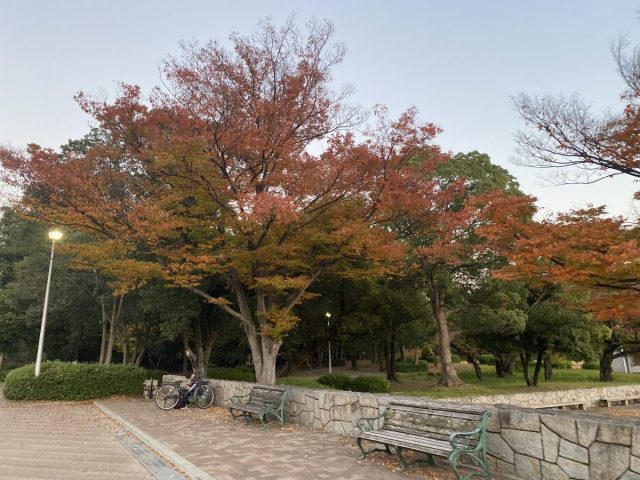 【豊中】見頃まであと少しの服部緑地の紅葉を阪急曽根駅方面から北急緑地公園駅まで散歩してみた！