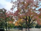 【豊中】紅葉シーズン到来♪秋色に染まる千里中央公園