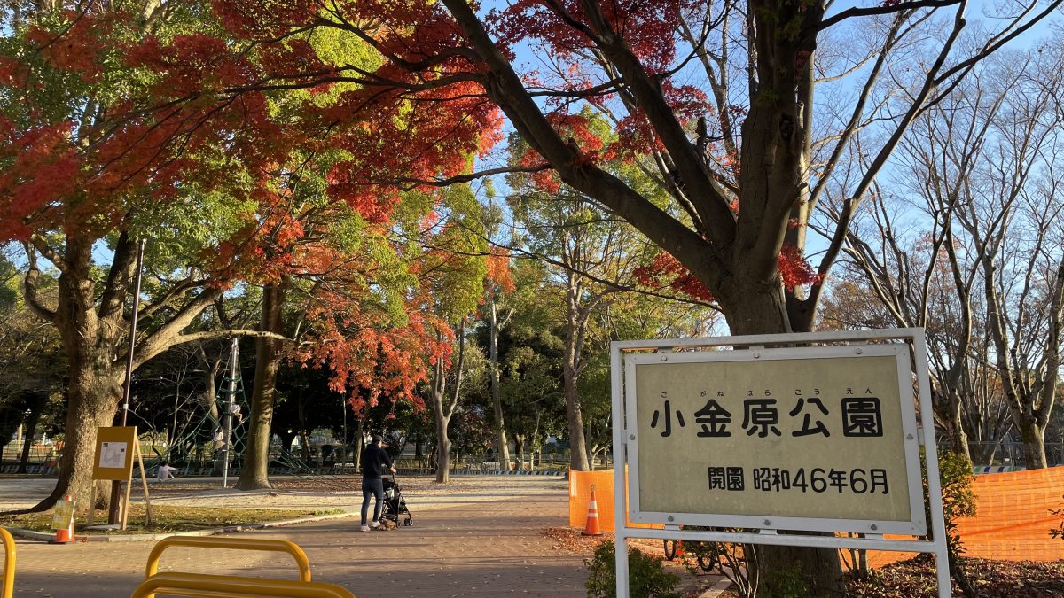 【松戸】いちょう並木も見える！紅葉にもってこいの小金原公園