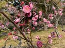 【吹田】千里南公園～梅園の近況～　梅の花は咲いているかな？