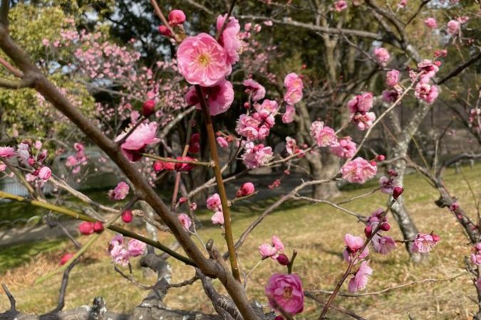 【吹田】千里南公園～梅園の近況～　梅の花は咲いているかな？