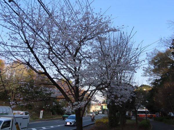 外周にも桜が