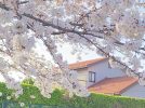【柏】静かにお花見できる穴場！柏公園の桜を見てみませんか？