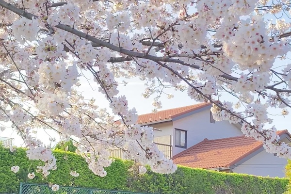 【柏】静かにお花見できる穴場！柏公園の桜を見てみませんか？