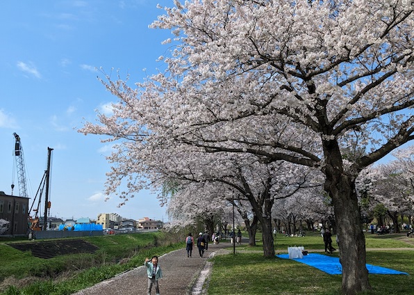 【柏】大堀川（柏五中周辺）の桜がめっちゃ綺麗だったよ！