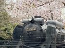 【柏】柏西口第一公園の蒸気機関車と桜のコントラストが最高！