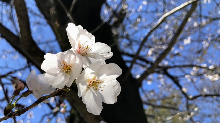 【柏】レイソルのホームグラウンド横、日立台公園の桜開花状況は？