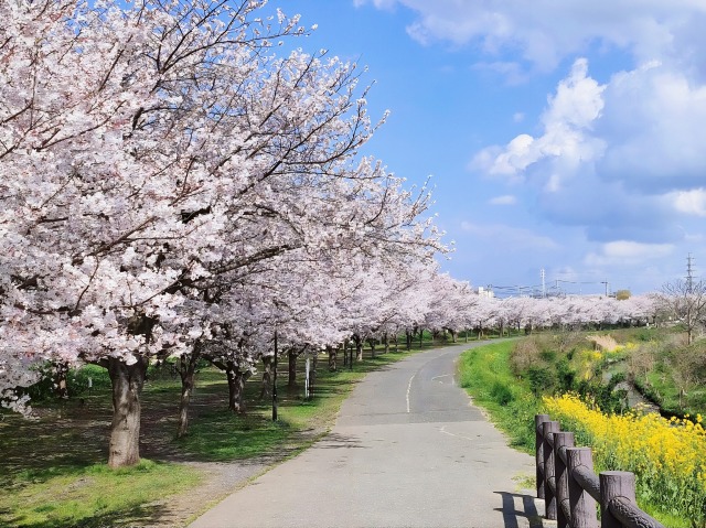 【柏】 サイクリングにもおすすめ！大堀川沿いの桜は今が満開です
