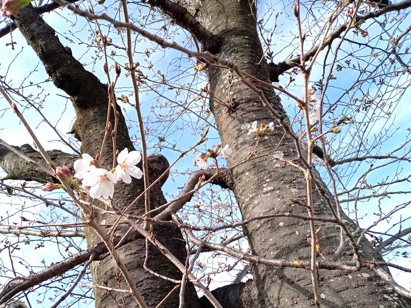 【池田】250メートルのまっすぐな道沿いに並ぶ30本の桜！歩き花見をメインに近くのお店も楽しんで