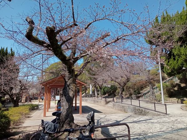 自転車を停めてまず目にはいてってくる桜の木