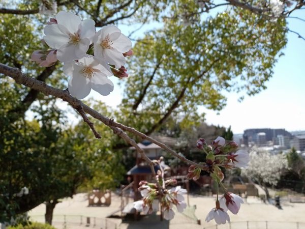 広場内でも日当たりのよい場所の桜は少し咲いていました