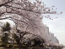 【北松戸】咲き誇る桜にうっとり！北松戸の桜並木で春さんぽ