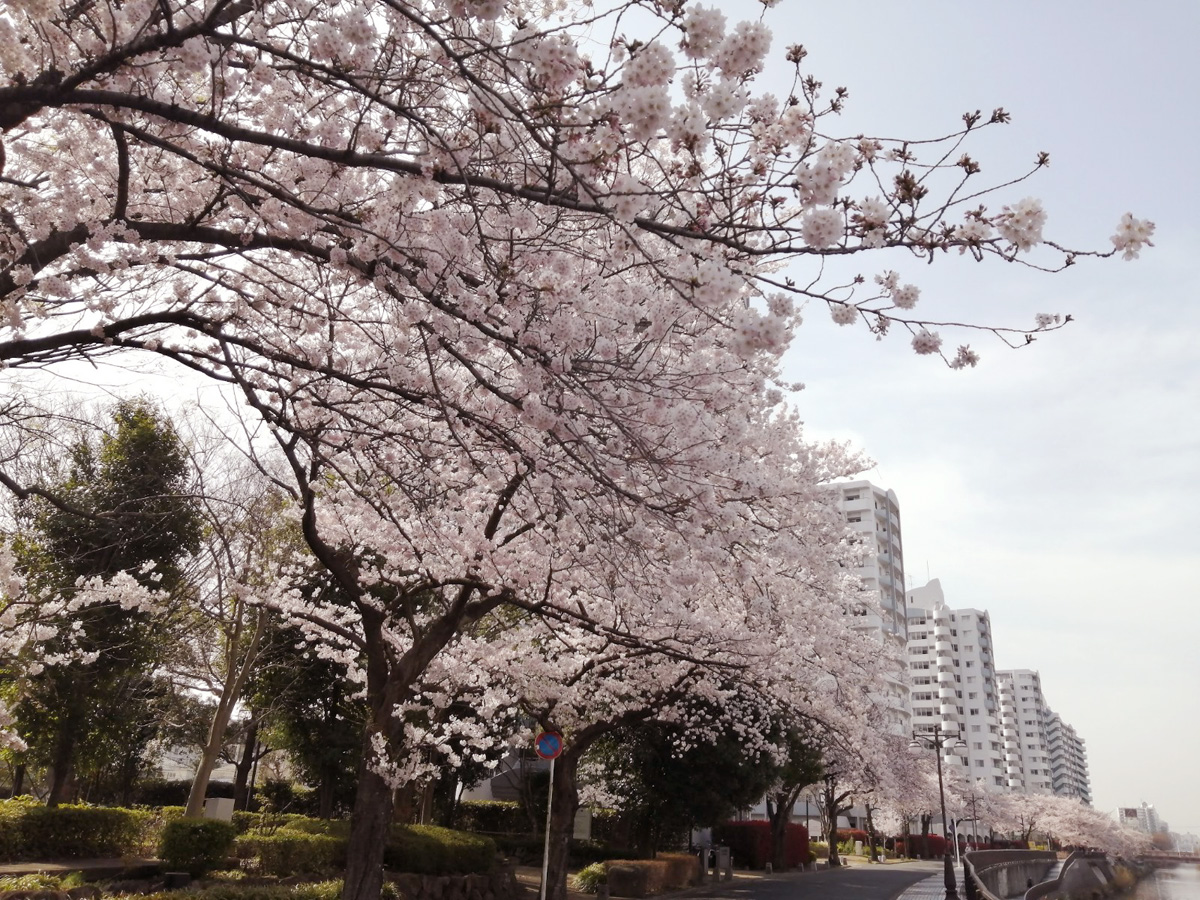 【北松戸】咲き誇る桜にうっとり！北松戸の桜並木で春さんぽ