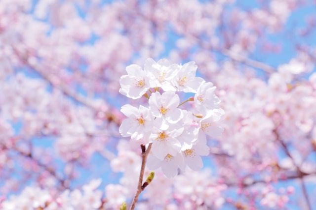 【プレゼント付】地元の桜を「教えたい/教えて」に投稿しませんか？去年までの写真・情報大募集！