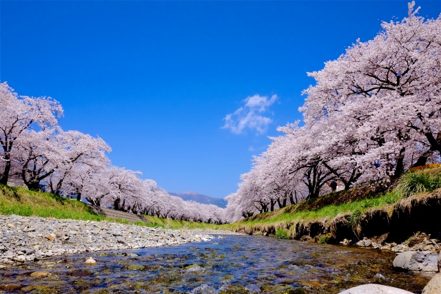 【柏・松戸・野田】お花見するならココ！千葉の桜の名所4選