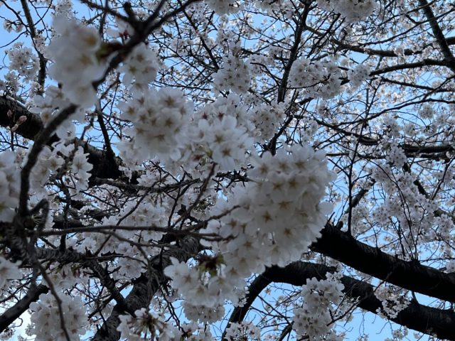 【流山】長崎小近くのかいじゅう公園の桜が一部満開‼︎