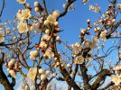 【池田】約２５０本・１５種の梅林！水月公園に咲く梅が見頃！