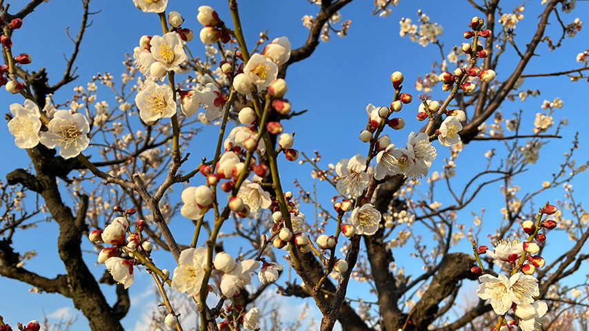 【池田】約２５０本・１５種の梅林！水月公園に咲く梅が見頃！