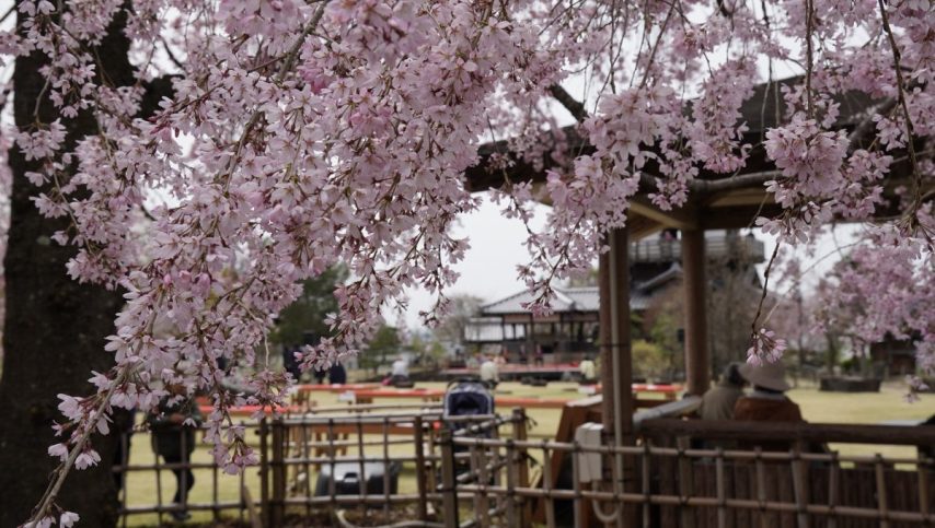 【池田】桜咲く池田城跡公園で4月1日（土）・2日（日）「池田五月山さくらまつり」開催！野だてや邦楽演奏会などを楽しもう