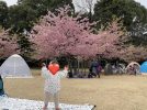 【柏】柏の葉公園の河津桜が綺麗だったよ！ジモトミン桜レビュー