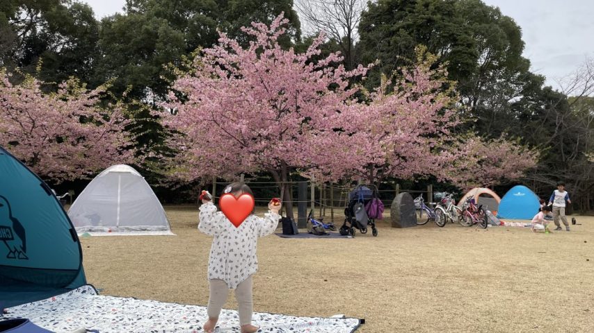 【柏】柏の葉公園の河津桜が綺麗だったよ！ジモトミン桜レビュー