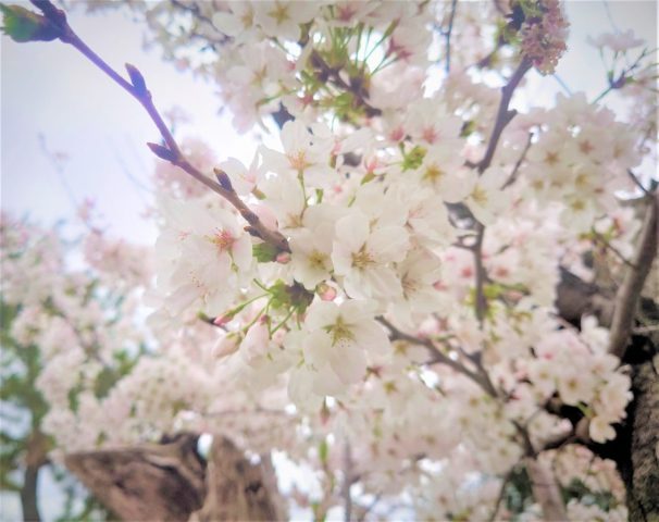 【豊中】2023年服部緑地の桜の最新状況レポート！今年の見頃予想、穴場お花見スポットは？？