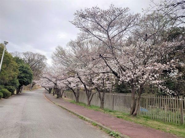 服部緑地の桜2023