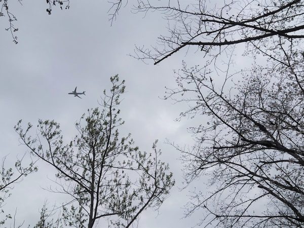 服部緑地の桜と飛行機