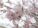 【箕面】大阪みどりの百選にも選ばれている「箕面さくら並木通り」の2023年桜の開花状況をレポート