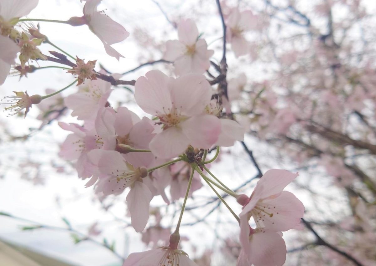 【箕面】大阪みどりの百選にも選ばれている「箕面さくら並木通り」の2023年桜の開花状況をレポート