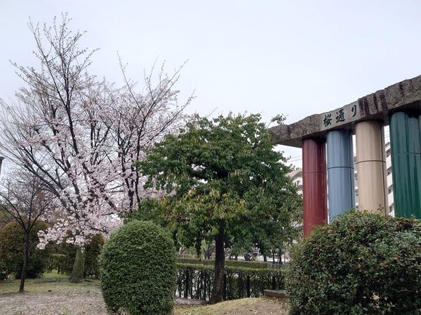 本茨木川緑地の桜2023