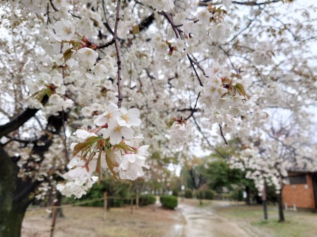【茨木】3月29日（水）からは茨木市民さくらまつりも！元茨木川緑地の2023年の桜、開花状況レポート