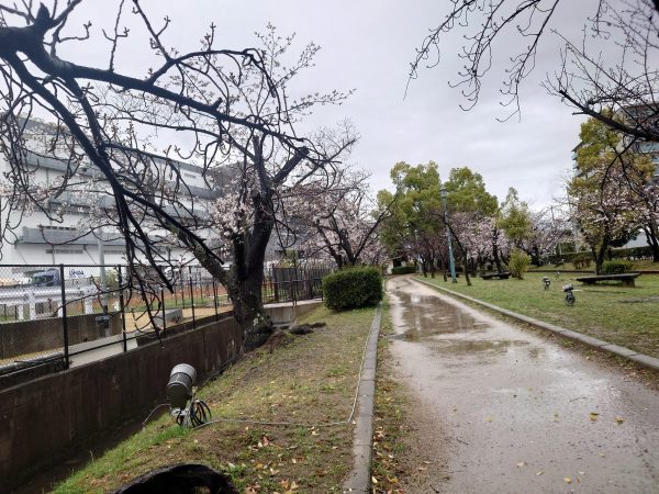 元茨木川緑地桜2023ライトアップ