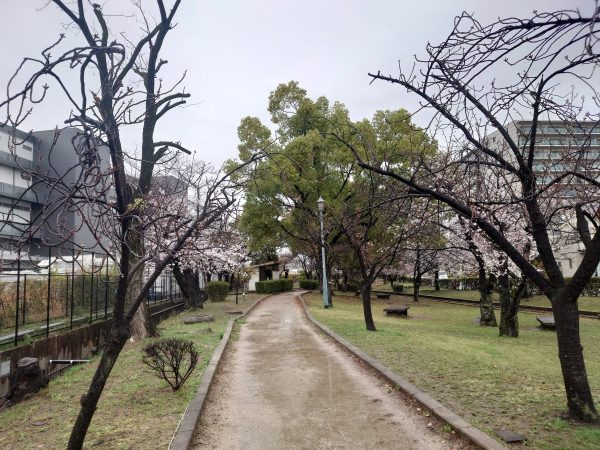 元茨木川緑地桜2023