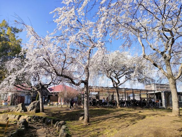 【柏】〈速報〉しだれ桜が満開をむかえています @北柏ふるさと公園