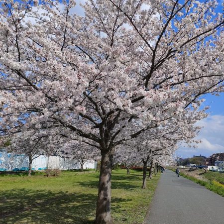 立派な桜の木！