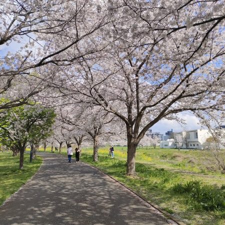 両サイドに桜が咲いてます