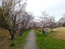【吹田】お花見の穴場スポット「千里北公園」の2023年桜の開花状況をレポート！家族で遊びもお花見もゆったり満喫
