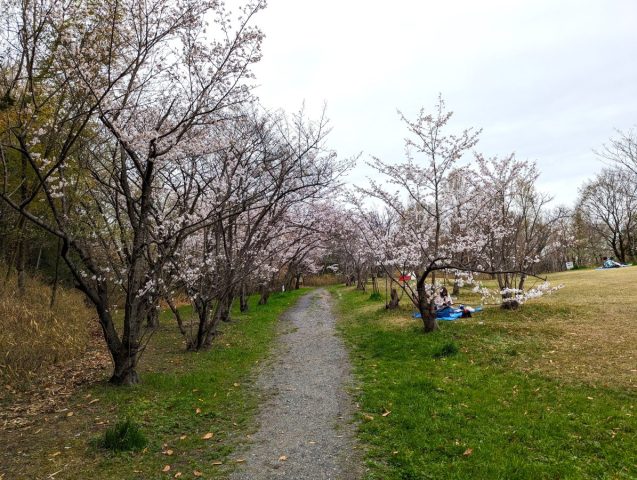 【吹田】お花見の穴場スポット「千里北公園」の2023年桜の開花状況をレポート！家族で遊びもお花見もゆったり満喫