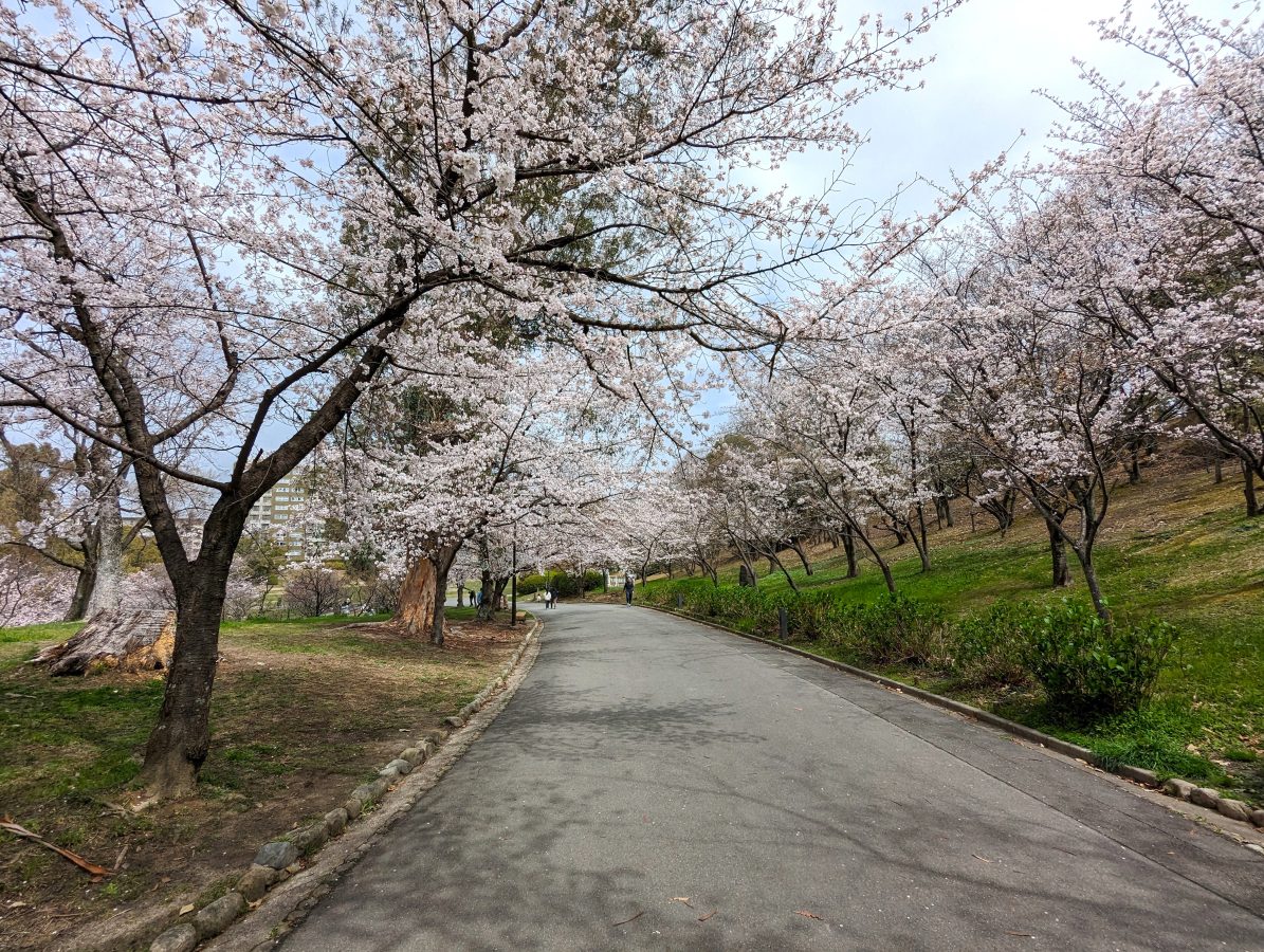 【吹田】“桜のトンネル”が見ごろの千里南公園！4月9日（日）には「ポンポンチャリティーマーケット」開催