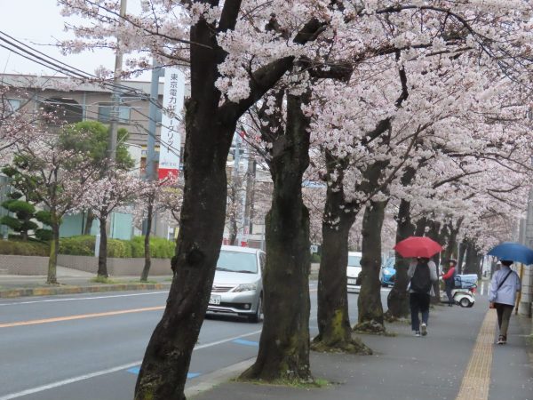 駅前から5分歩くと雨が本格的に・・・満開の桜が美しい　3/23撮影